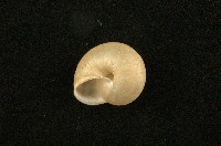 扁蝸牛藏品圖，第2張